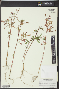 Ludwigia leptocarpa image