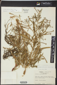 Ludwigia leptocarpa image