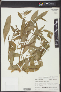 Ludwigia leptocarpa image