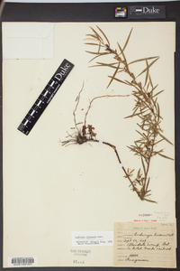 Ludwigia linearis image