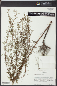 Ludwigia linearis image