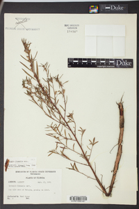 Ludwigia linearis image