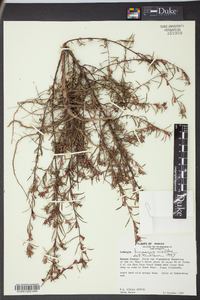 Ludwigia linearis image