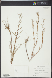 Ludwigia linearis image