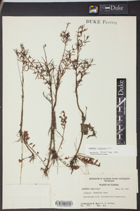 Ludwigia linifolia image