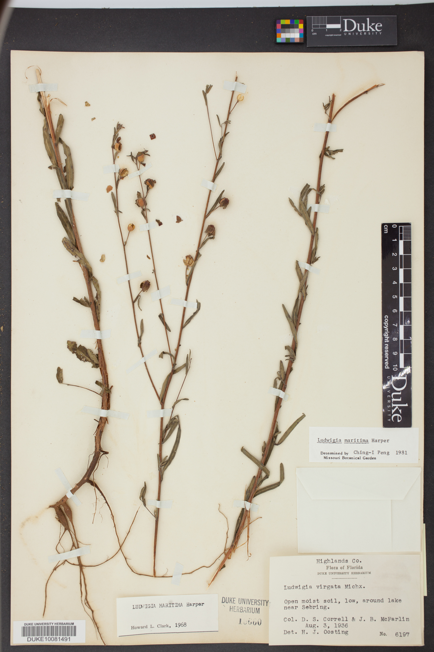 Ludwigia maritima image