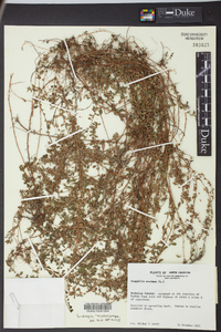 Ludwigia microcarpa image