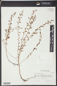 Ludwigia microcarpa image