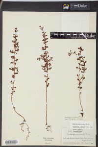 Ludwigia microcarpa image