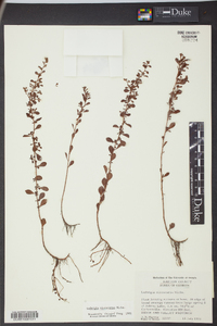 Ludwigia microcarpa image