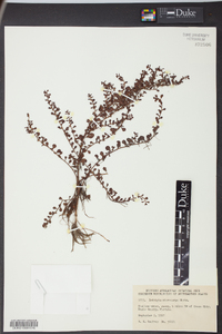 Ludwigia microcarpa image