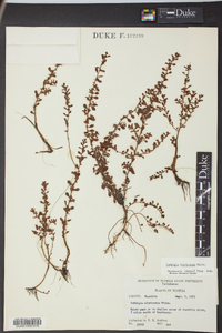 Ludwigia microcarpa image