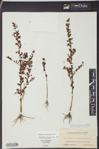 Ludwigia microcarpa image