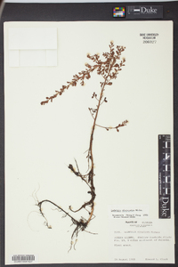 Ludwigia microcarpa image