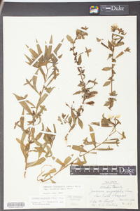 Ludwigia octovalvis image