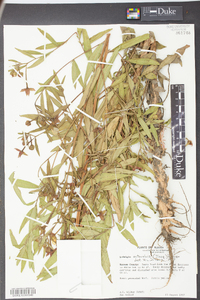 Ludwigia octovalvis image