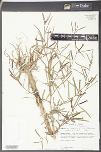 Ludwigia octovalvis image