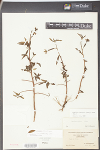 Ludwigia octovalvis image