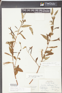 Ludwigia octovalvis image