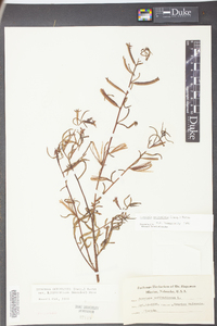 Ludwigia octovalvis image