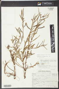 Ludwigia octovalvis image