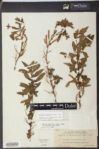 Ludwigia octovalvis image