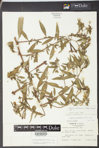 Ludwigia octovalvis image