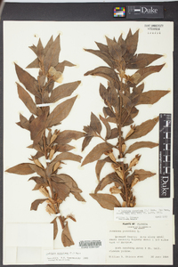 Ludwigia peruviana image