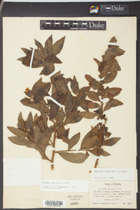 Ludwigia peruviana image
