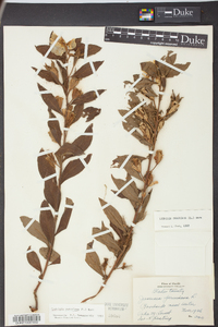 Ludwigia peruviana image