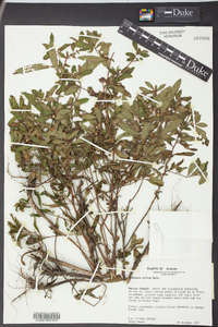 Ludwigia pilosa image