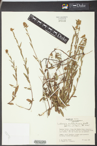 Ludwigia suffruticosa image