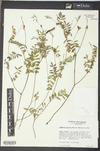Tephrosia spicata image