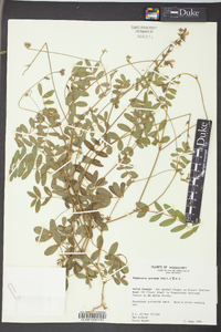 Tephrosia spicata image