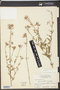 Oenothera gaura image