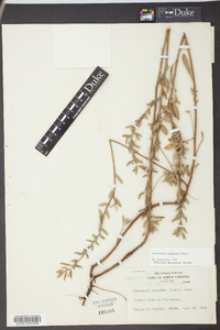 Oenothera humifusa image