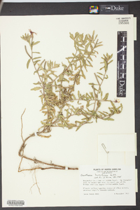 Oenothera humifusa image