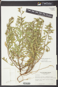 Oenothera humifusa image