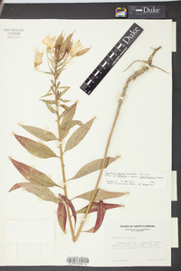 Oenothera nutans image