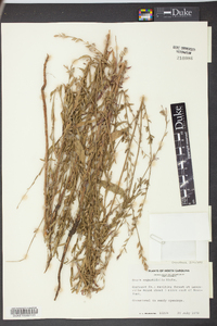 Oenothera simulans image