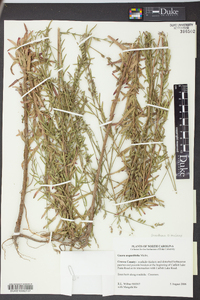 Oenothera simulans image