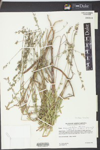 Oenothera simulans image