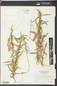 Oenothera simulans image