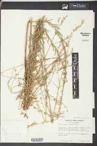 Oenothera simulans image