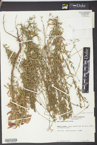 Oenothera simulans image