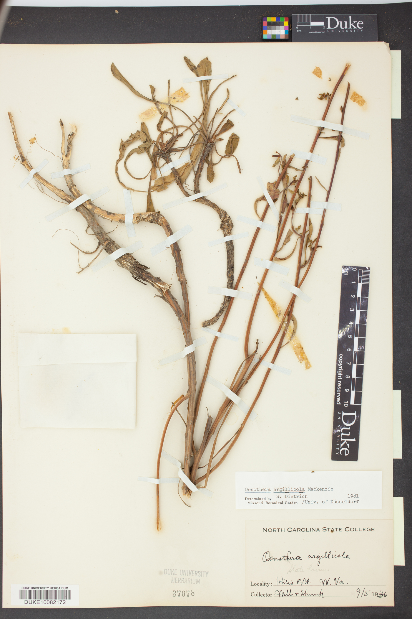 Oenothera argillicola image