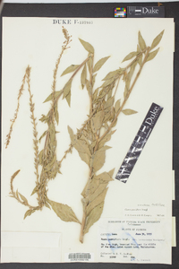 Oenothera curtiflora image