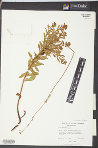 Oenothera filipes image