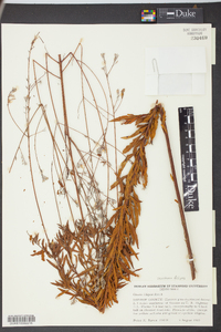 Oenothera filipes image