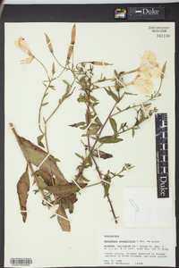 Oenothera grandiflora image